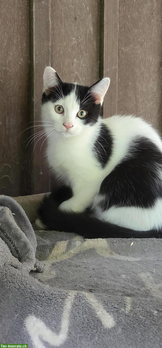 Bild 4: Ragdoll Mischlingskitten suchen Ihre Familie