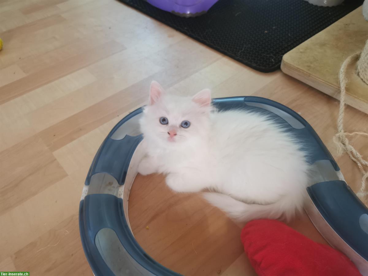 Bild 5: Ragdoll Mischlingskitten suchen Ihre Familie