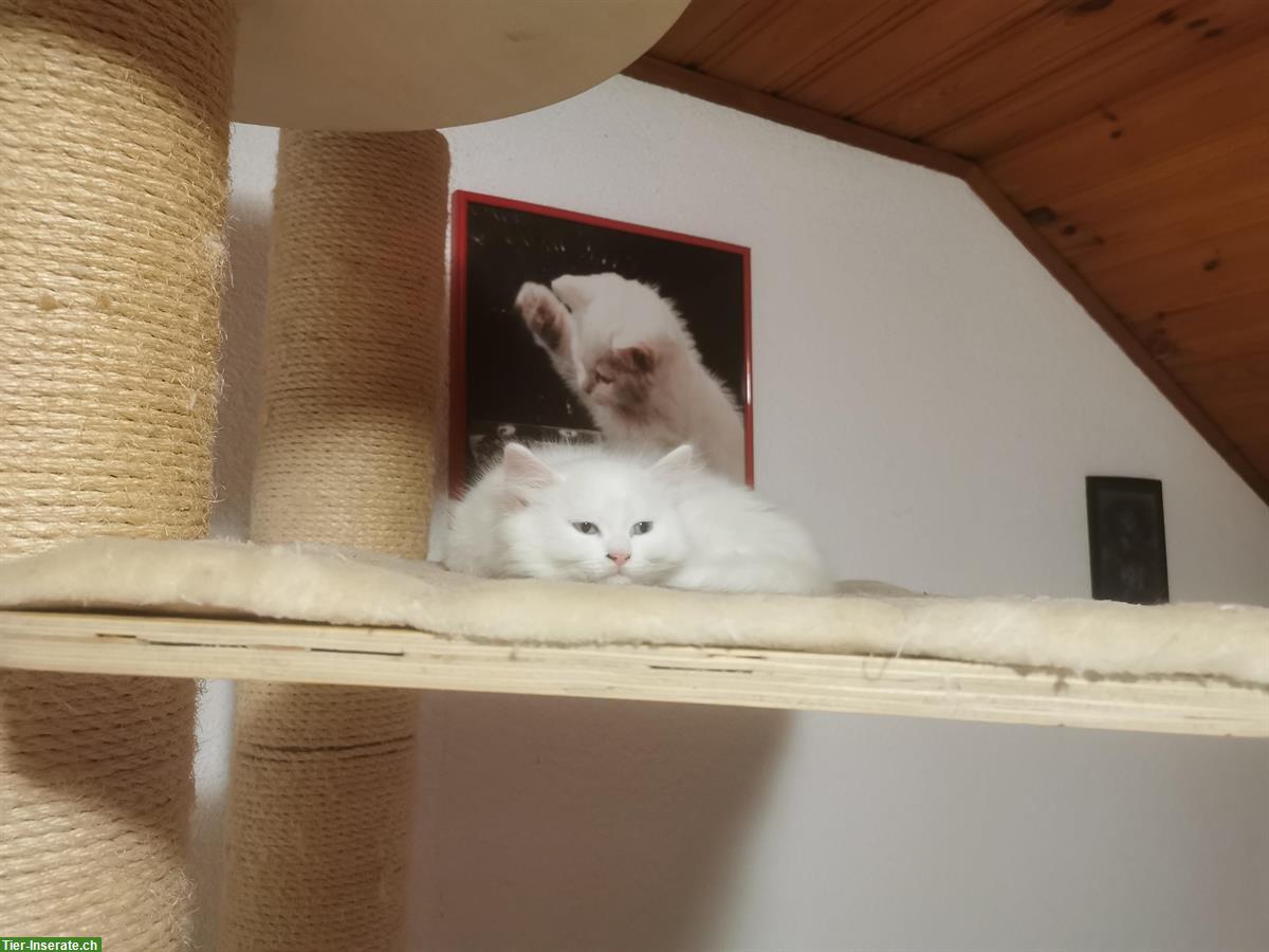 Bild 6: Ragdoll Mischlingskitten suchen Ihre Familie