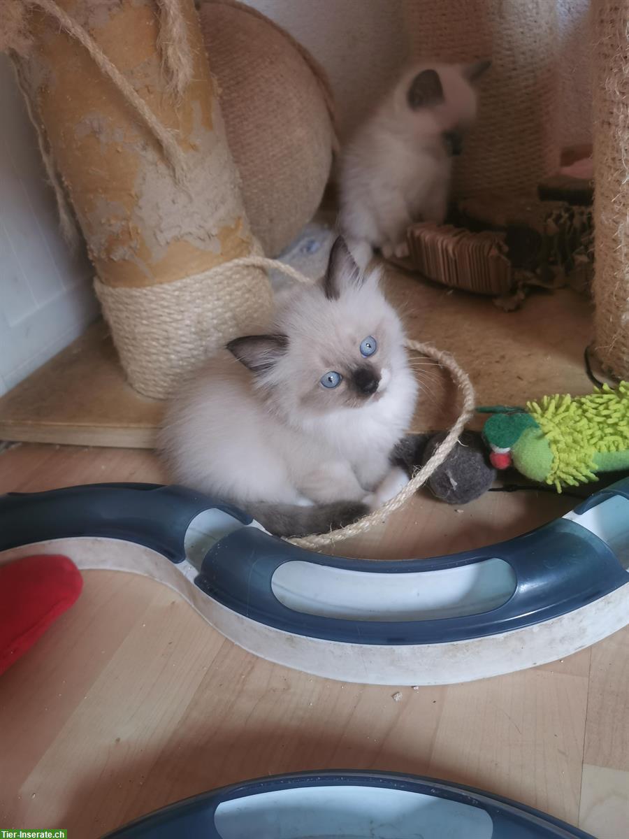 Bild 7: Ragdoll Mischlingskitten suchen Ihre Familie