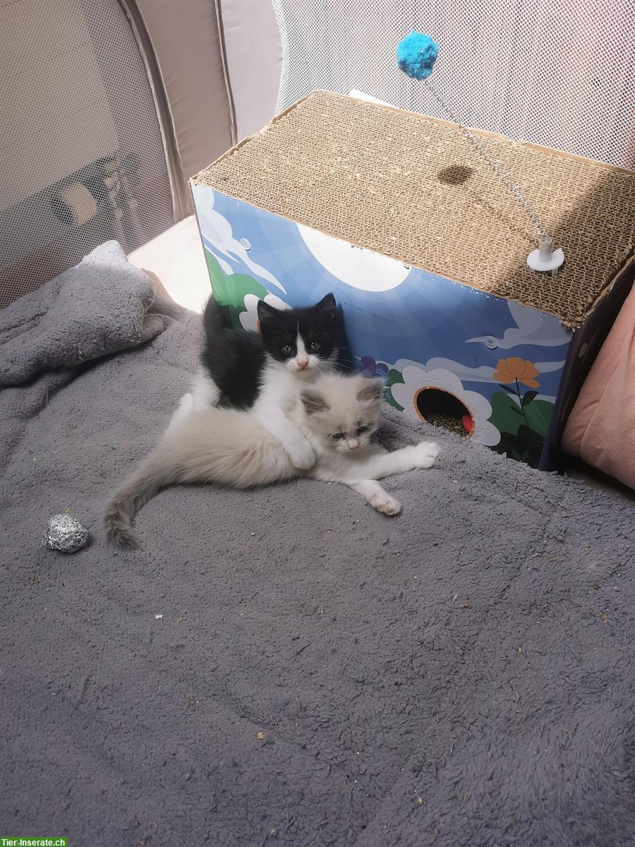 Bild 8: Ragdoll Mischlingskitten suchen Ihre Familie