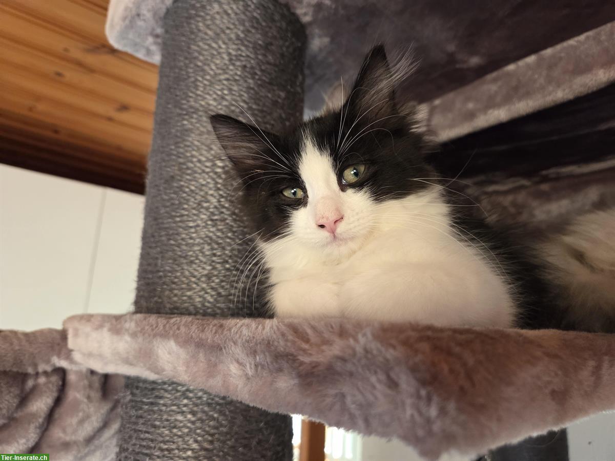 Bild 9: Ragdoll Mischlingskitten suchen Ihre Familie