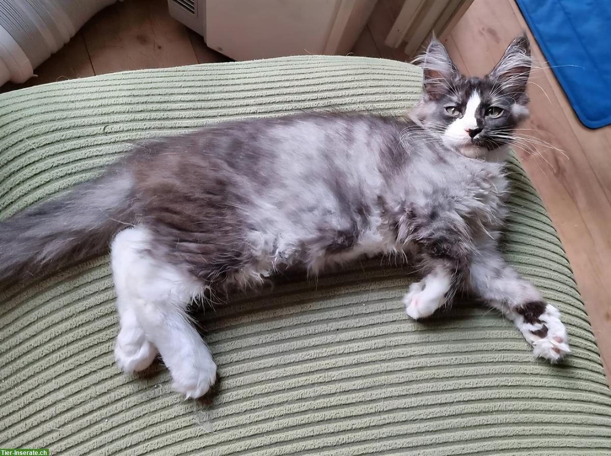 Bild 2: XXL Maine Coon Kitten, männlich