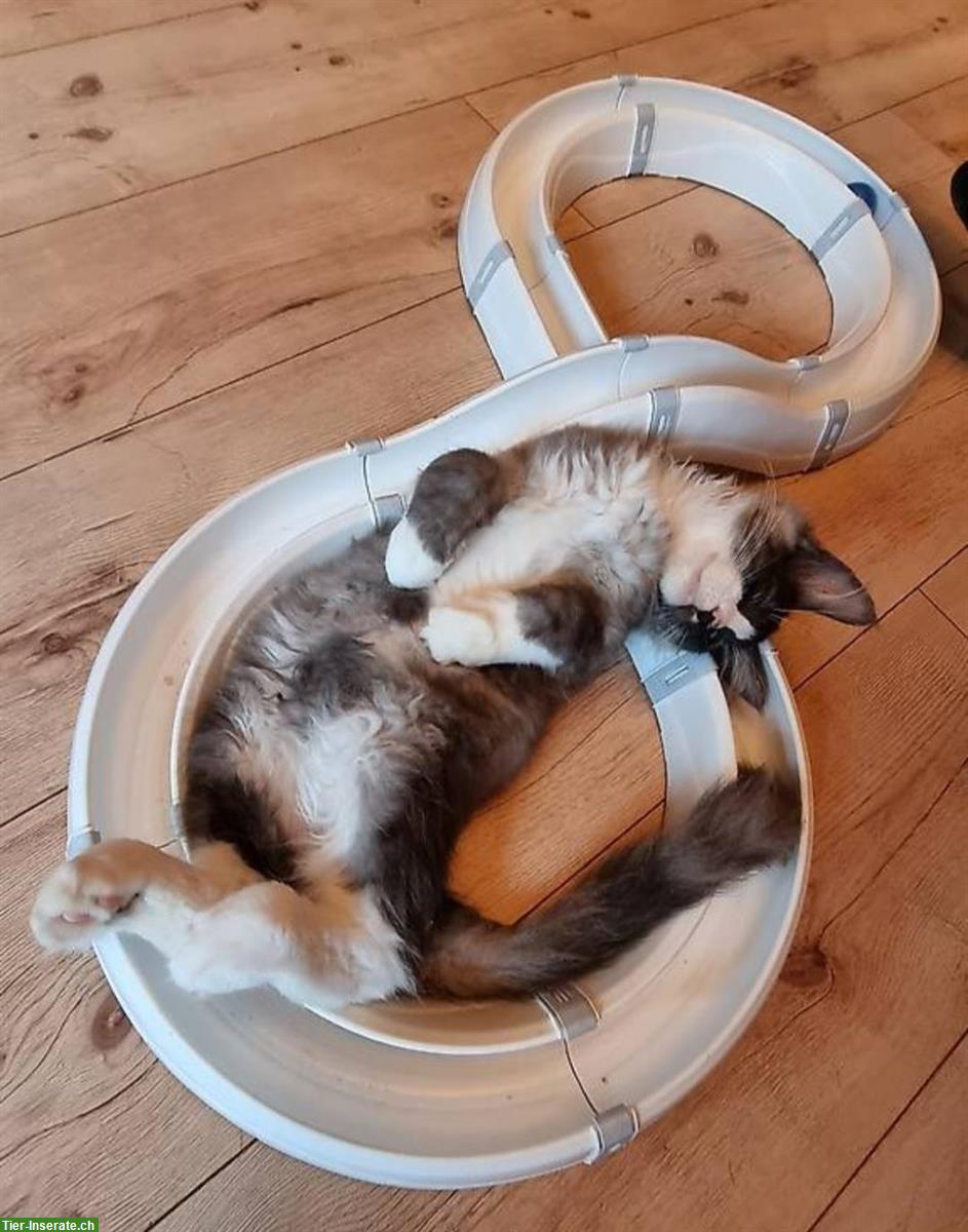 Bild 3: XXL Maine Coon Kitten, männlich