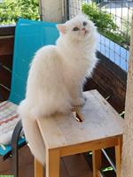 Katzensitter-Vertretung gesucht - von Aarau bis Zofingen