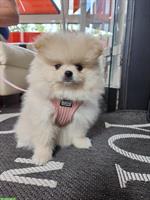 Pomeranian Zwergspitz Welpen, weiblich, 2 Monate alt
