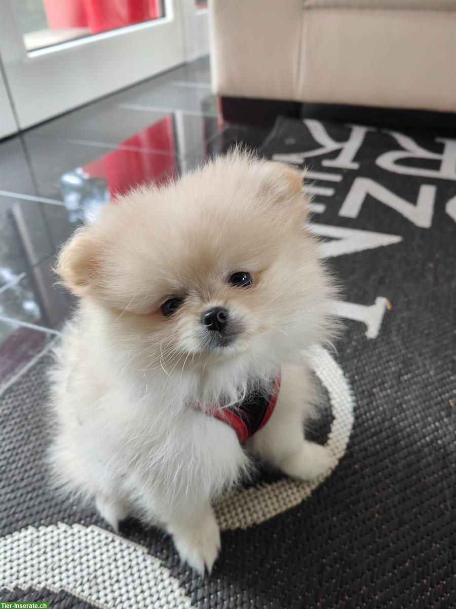 Bild 2: Pomeranian Zwergspitz Welpen, weiblich, 2 Monate alt