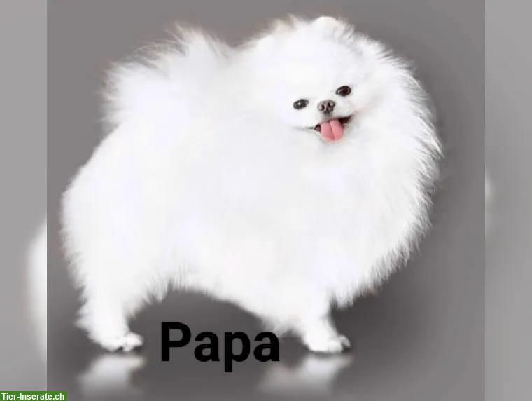 Bild 4: Pomeranian Zwergspitz Welpen, weiblich, 2 Monate alt