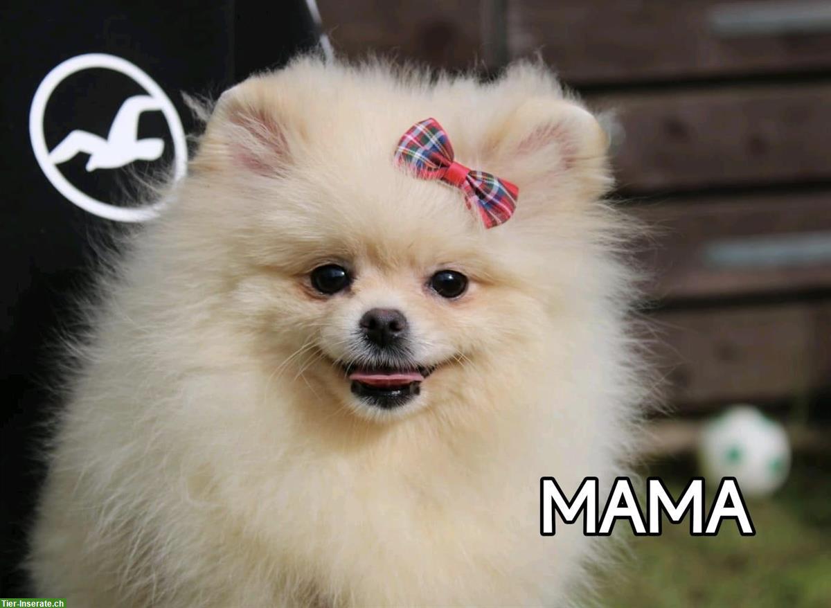 Bild 5: Pomeranian Zwergspitz Welpen, weiblich, 2 Monate alt
