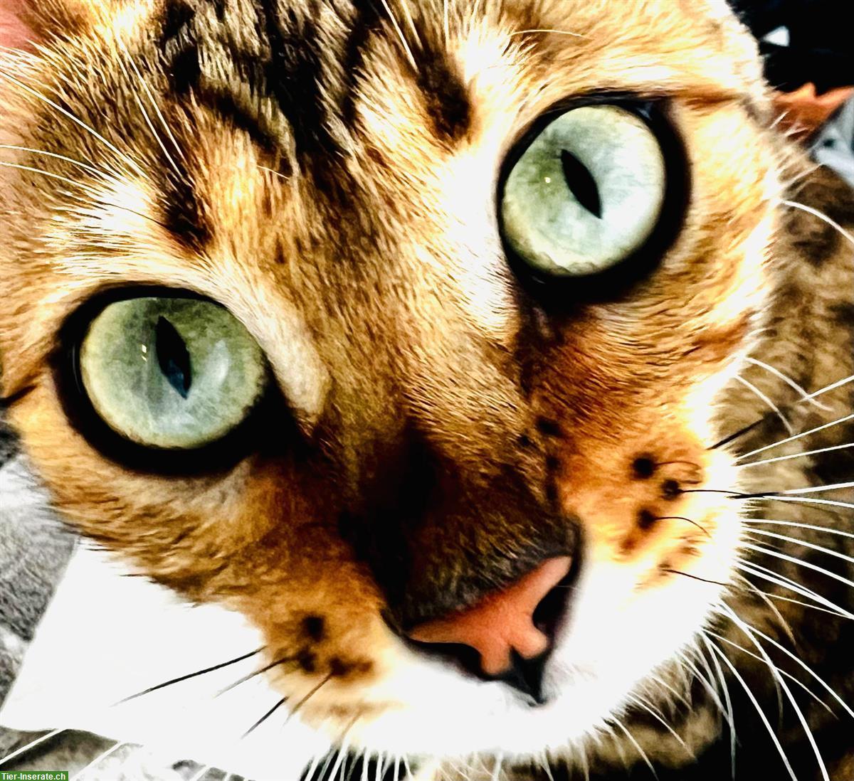 Bild 10: Wurfankündigung Bengalkitten, reinrassig