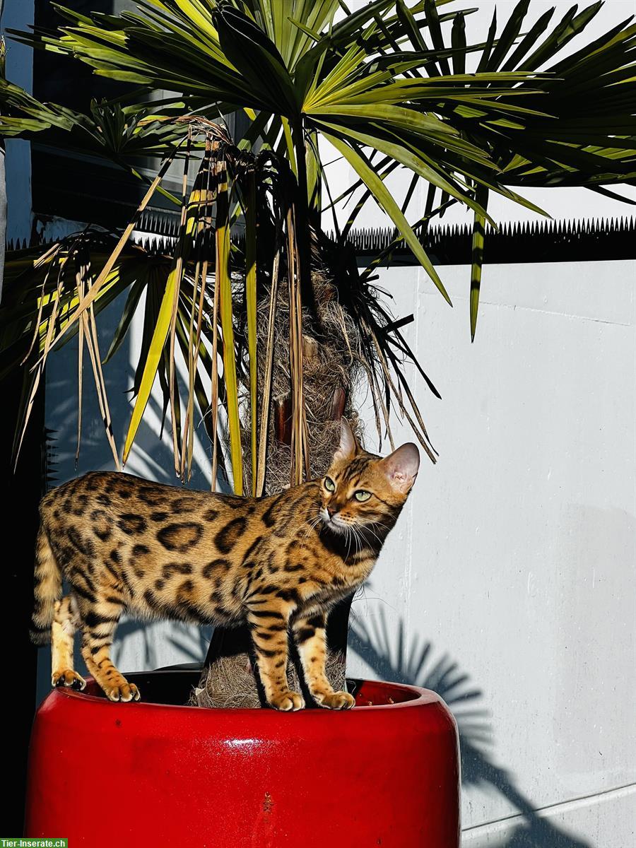 Bild 2: Wurfankündigung Bengalkitten, reinrassig