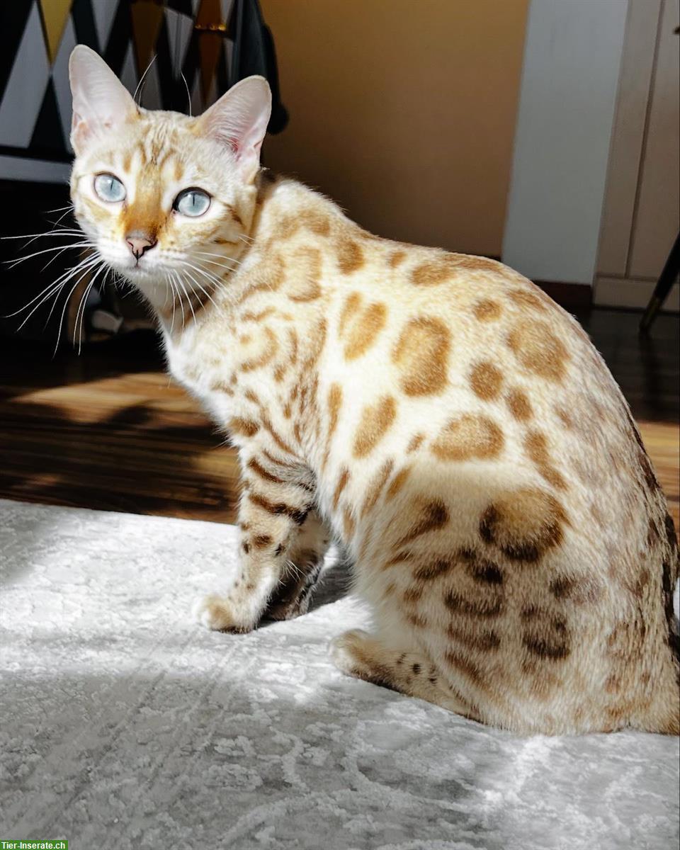 Bild 4: Wurfankündigung Bengalkitten, reinrassig
