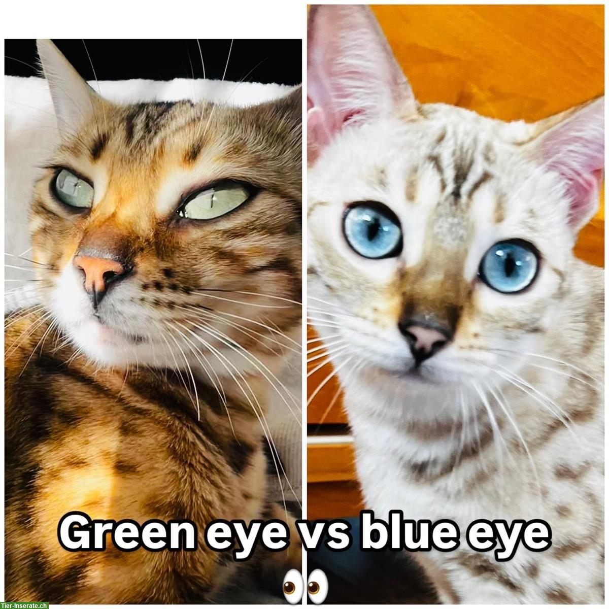 Bild 5: Wurfankündigung Bengalkitten, reinrassig