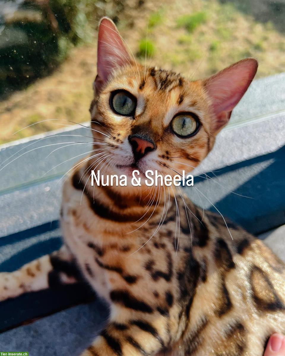 Bild 6: Wurfankündigung Bengalkitten, reinrassig