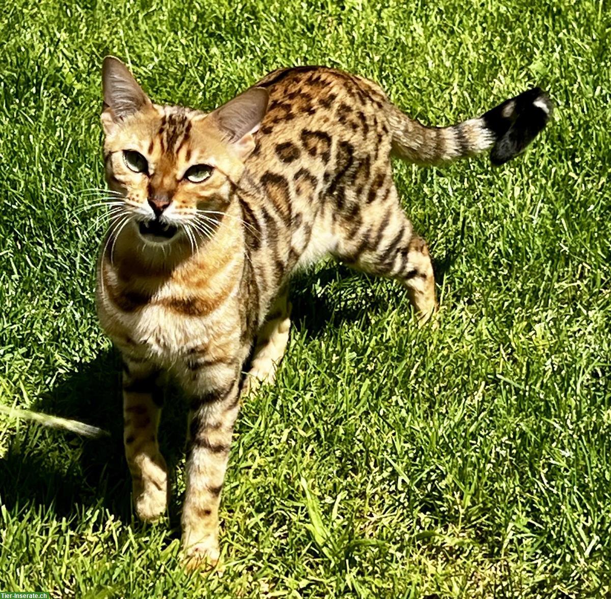 Bild 7: Wurfankündigung Bengalkitten, reinrassig