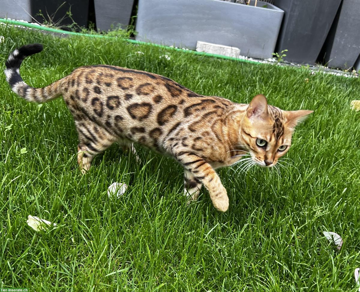 Bild 8: Wurfankündigung Bengalkitten, reinrassig