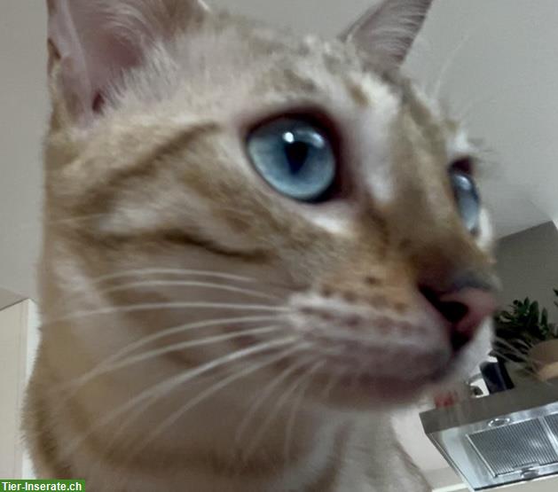 Bild 9: Wurfankündigung Bengalkitten, reinrassig