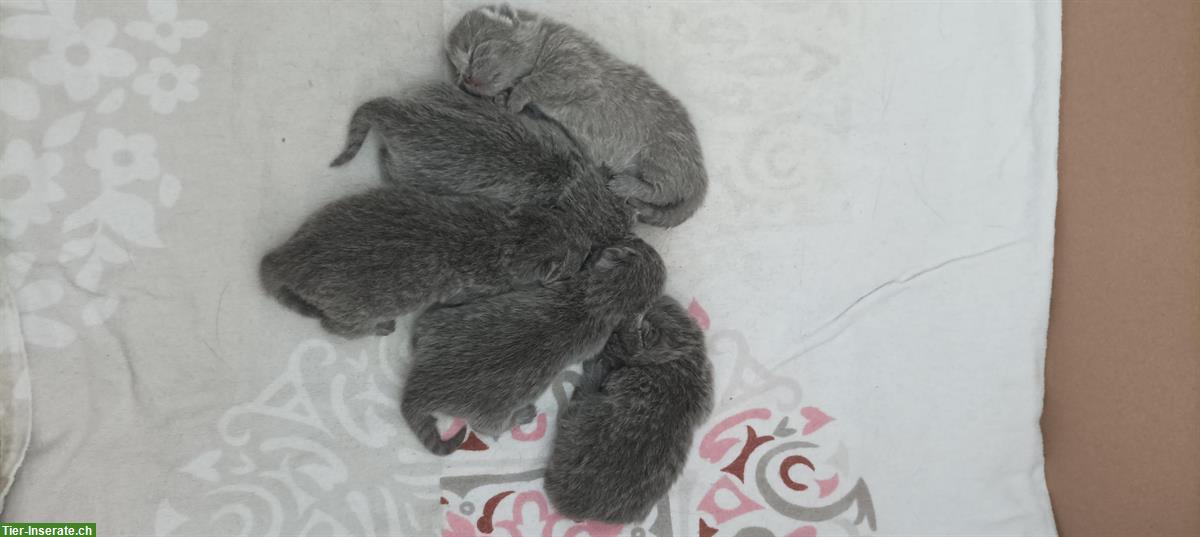 Reinrassige BKH Kitten, 2 Kater 3 Kätzchen alle in Blau