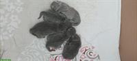 Reinrassige BKH Kitten, 2 Kater 3 Kätzchen alle in Blau