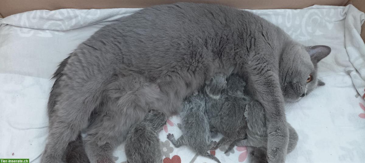 Bild 2: Reinrassige BKH Kitten, 2 Kater 3 Kätzchen alle in Blau