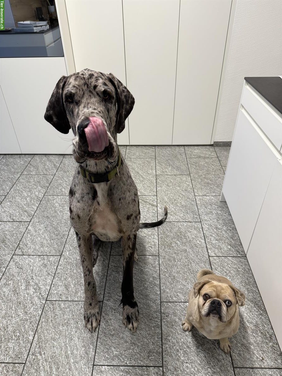 Bild 2: Grau-schwarz gefleckte Deutsche Dogge