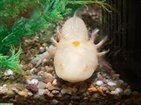 Axolotl Adult zu verkaufen