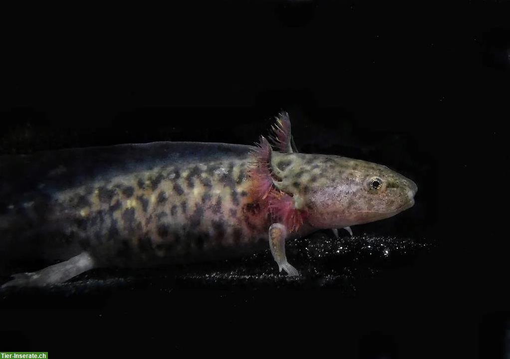Axolotl Jungtiere abzugeben