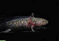 Axolotl Jungtiere abzugeben