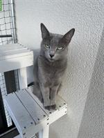 4-jährige Russisch Blau Katze sucht neues Zuhause