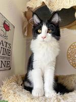 🐱 Maine Coon Kätzin „Minou“ sucht neues Zuhause 🏠