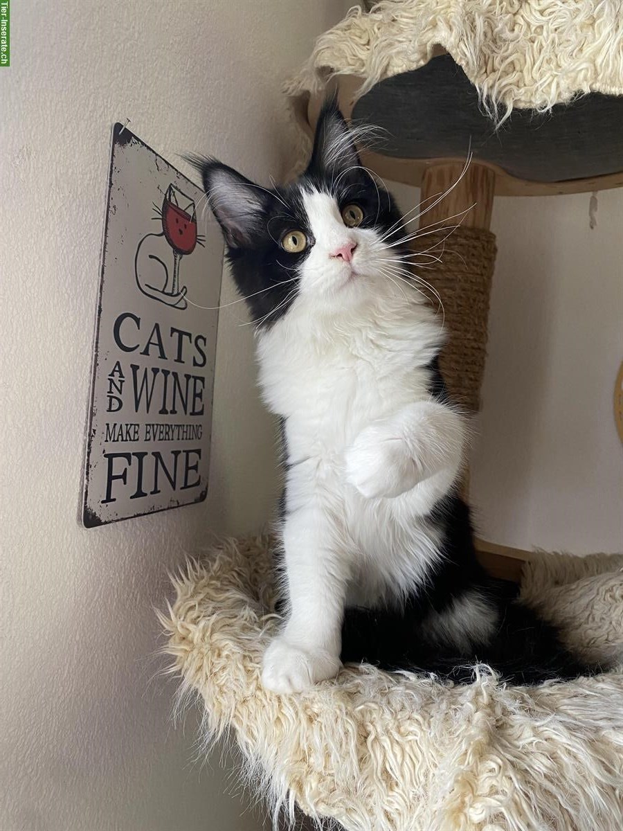 Bild 2: 🐱 Maine Coon Kätzin „Minou“ sucht neues Zuhause 🏠