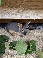 Loh Kaninchen, weiblich