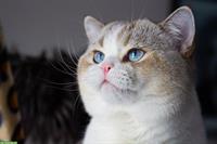 Verschmuster BKH Kater, 3-jährig sucht neues Zuhause