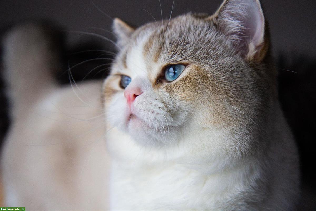 Bild 2: Verschmuster BKH Kater, 3-jährig sucht neues Zuhause