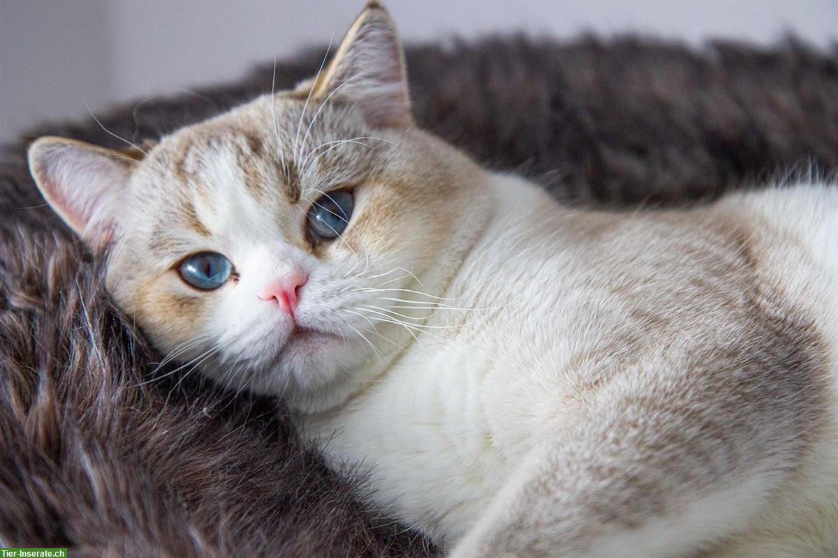 Bild 3: Verschmuster BKH Kater, 3-jährig sucht neues Zuhause