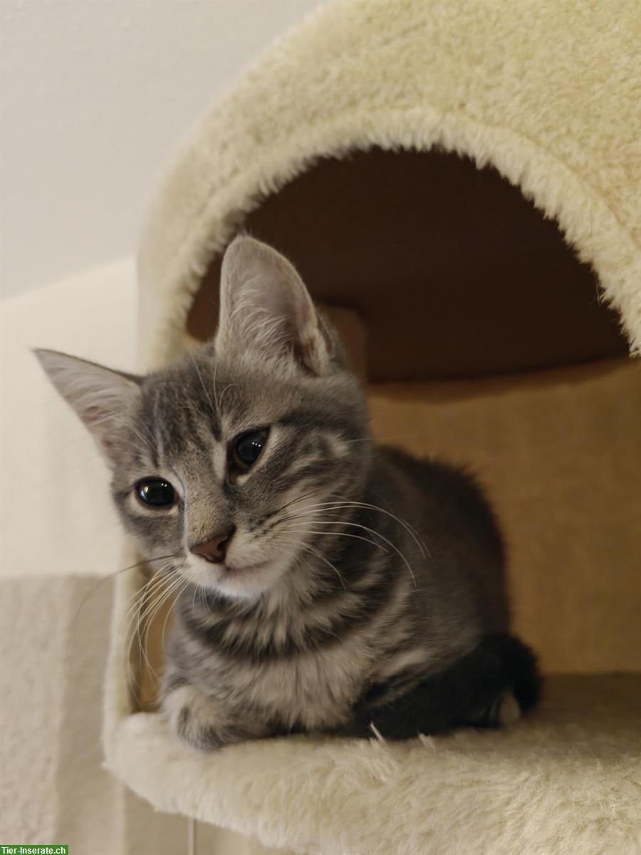 Kitten suchen liebevolle Lebensplätze