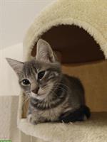Kitten suchen liebevolle Lebensplätze