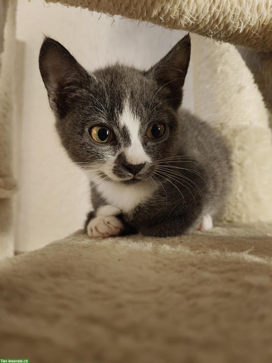 Bild 2: Kitten suchen liebevolle Lebensplätze