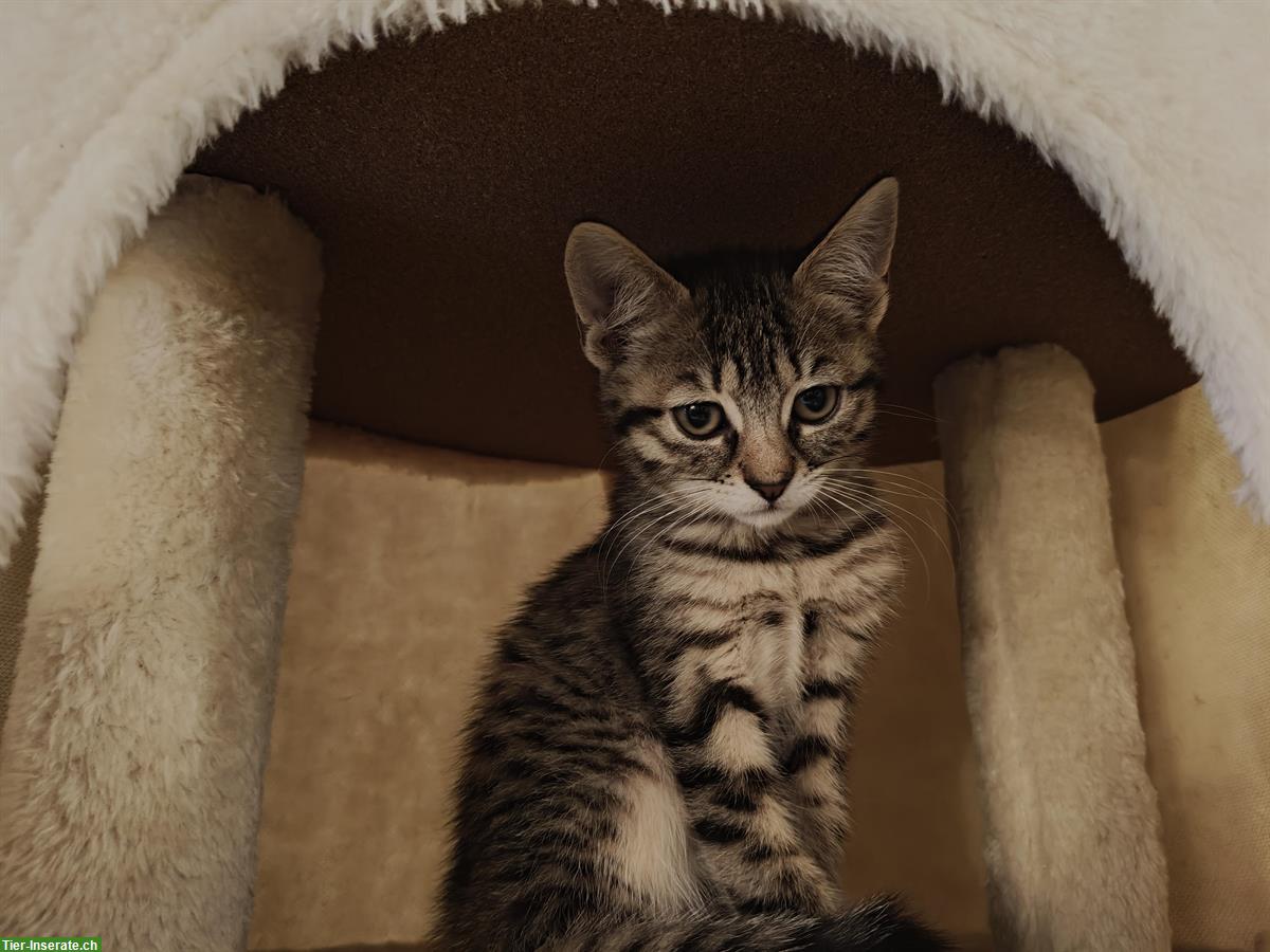 Bild 3: Kitten suchen liebevolle Lebensplätze