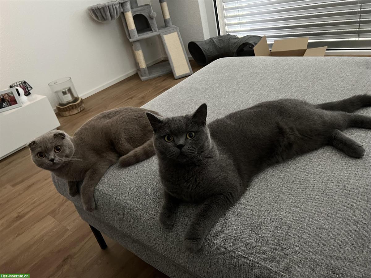 2 kastrierte Britisch Kurzhaar Kater abzugeben