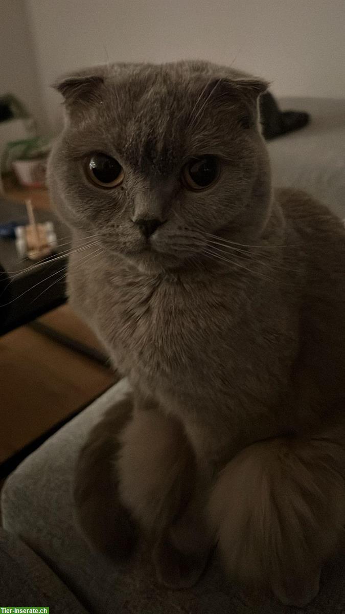 Bild 2: 2 kastrierte Britisch Kurzhaar Kater abzugeben