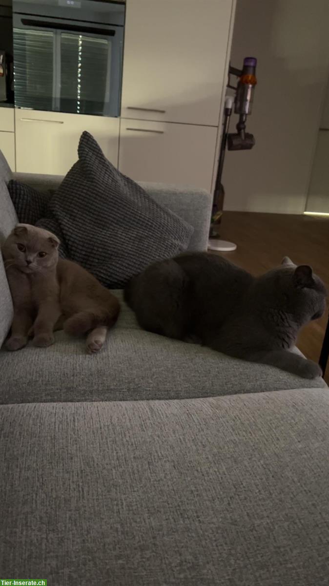 Bild 3: 2 kastrierte Britisch Kurzhaar Kater abzugeben