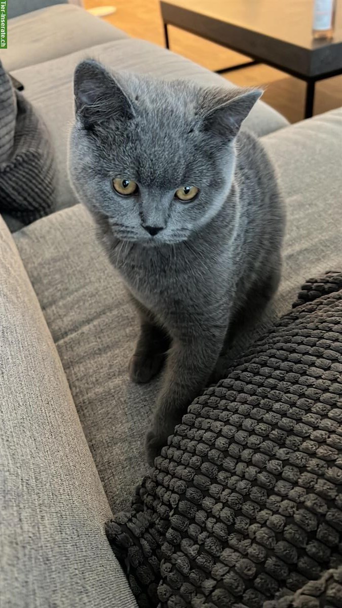 Bild 4: 2 kastrierte Britisch Kurzhaar Kater abzugeben