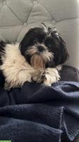 Shih Tzu Rüde, 1-jährig sucht liebes Zuhause