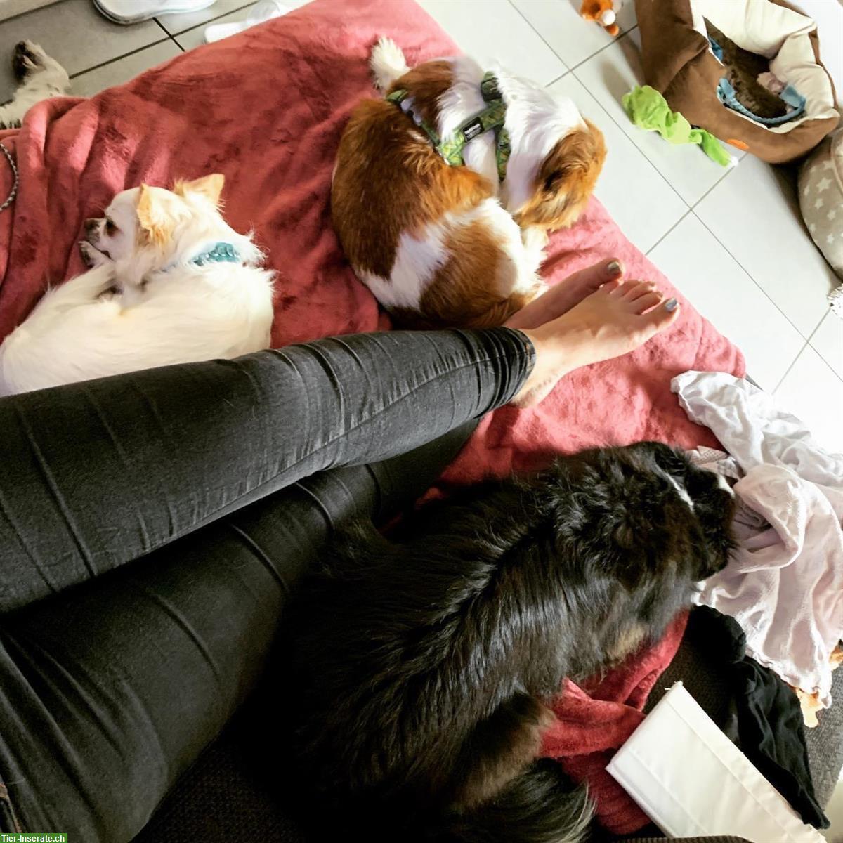 Bild 2: Liebevolle und zuverlässige Hundebetreuung, Region Winterthur
