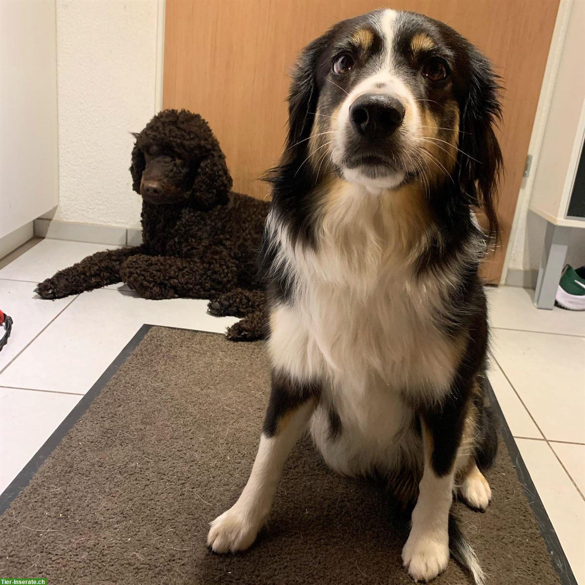 Bild 3: Liebevolle und zuverlässige Hundebetreuung, Region Winterthur
