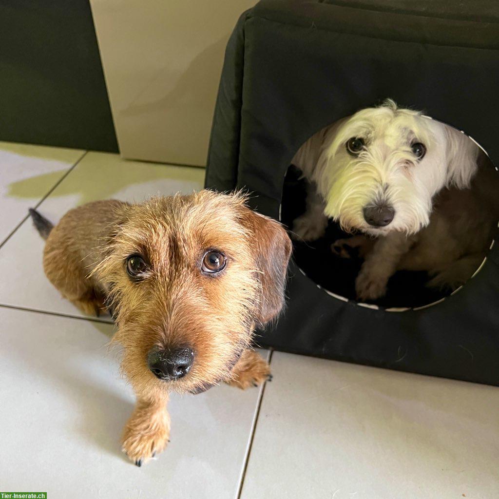 Bild 4: Liebevolle und zuverlässige Hundebetreuung, Region Winterthur