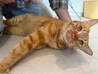 1-jähriger Kater Rex sucht neues Zuhause
