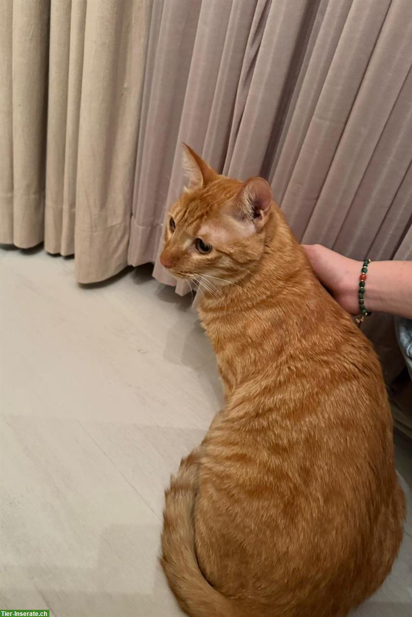 Bild 2: 1-jähriger Kater Rex sucht neues Zuhause