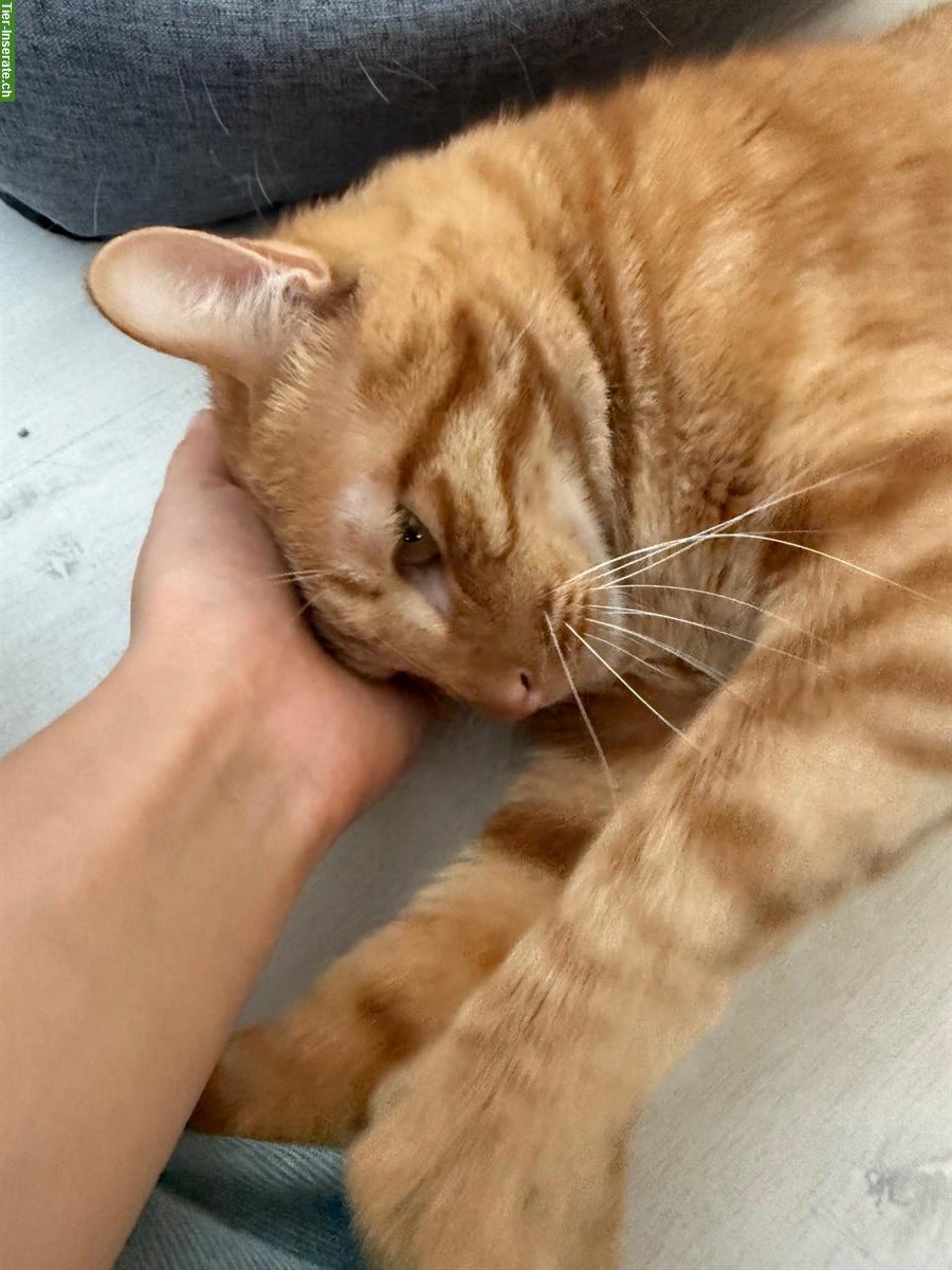 Bild 4: 1-jähriger Kater Rex sucht neues Zuhause
